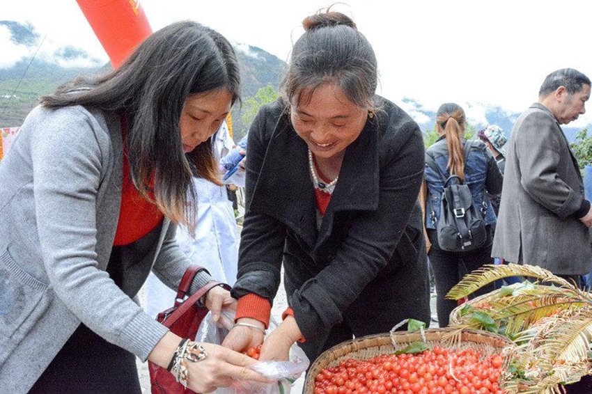 櫻桃紅了，老百姓笑了