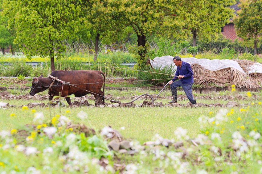 清明將至，各地農(nóng)事忙