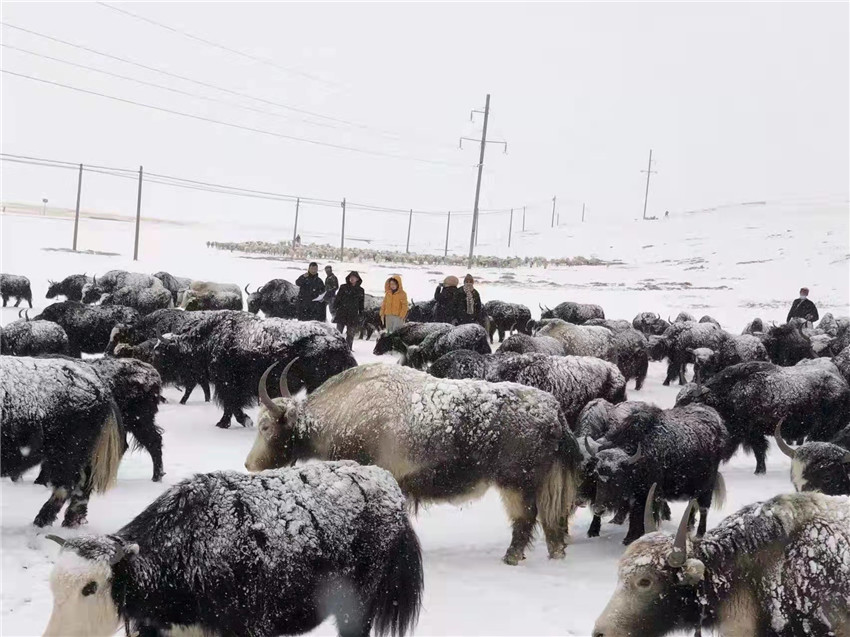 地處“云端之上”生命禁區(qū)“的農(nóng)行石渠支行80后青年益西多吉說”今年疫情流行，大伙冒雪下鄉(xiāng)送金融服務，新年首日就為農(nóng)戶發(fā)放了3000多萬元，點亮百姓牦牛致富夢，疫情終將過去，筑夢春天，我們協(xié)力點燃牧民發(fā)展信心“.jpg